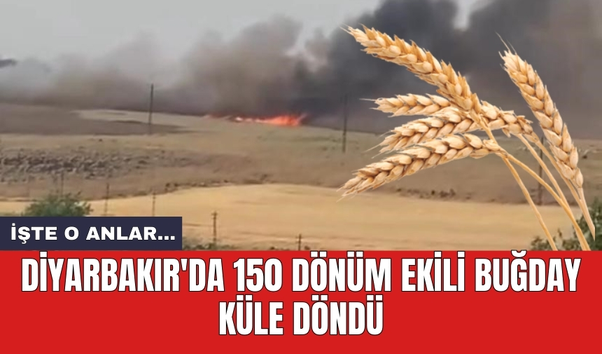 Diyarbakır'da 150 dönüm ekili buğday küle döndü