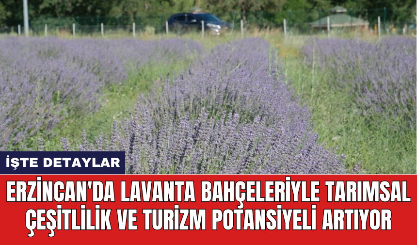 Erzincan'da lavanta bahçeleriyle tarımsal çeşitlilik ve turizm potansiyeli artıyor