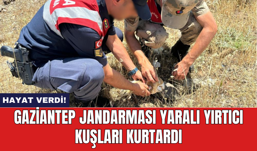 Gaziantep jandarması yaralı yırtıcı kuşları kurtardı