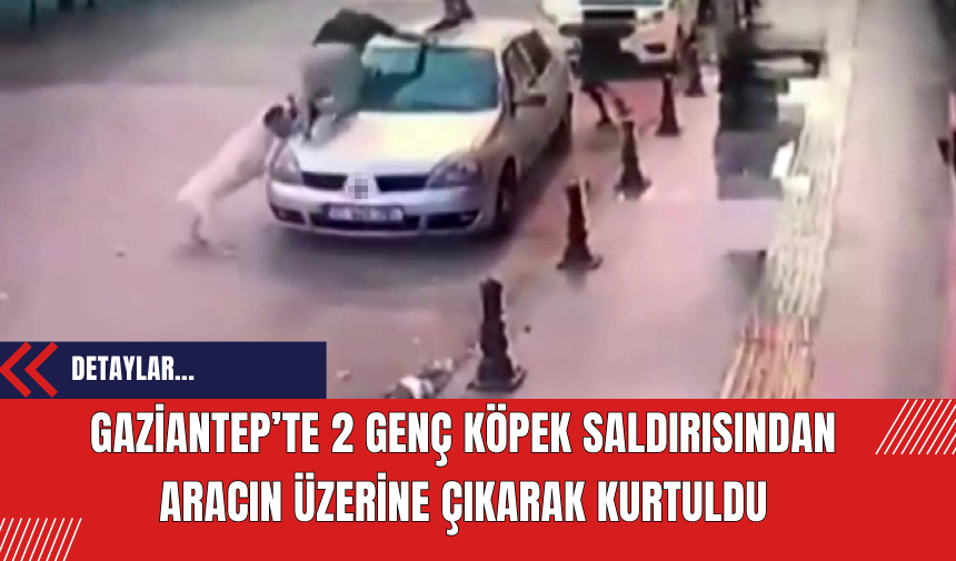 Gaziantep’te 2 genç köpek saldırısından aracın üzerine çıkarak kurtuldu