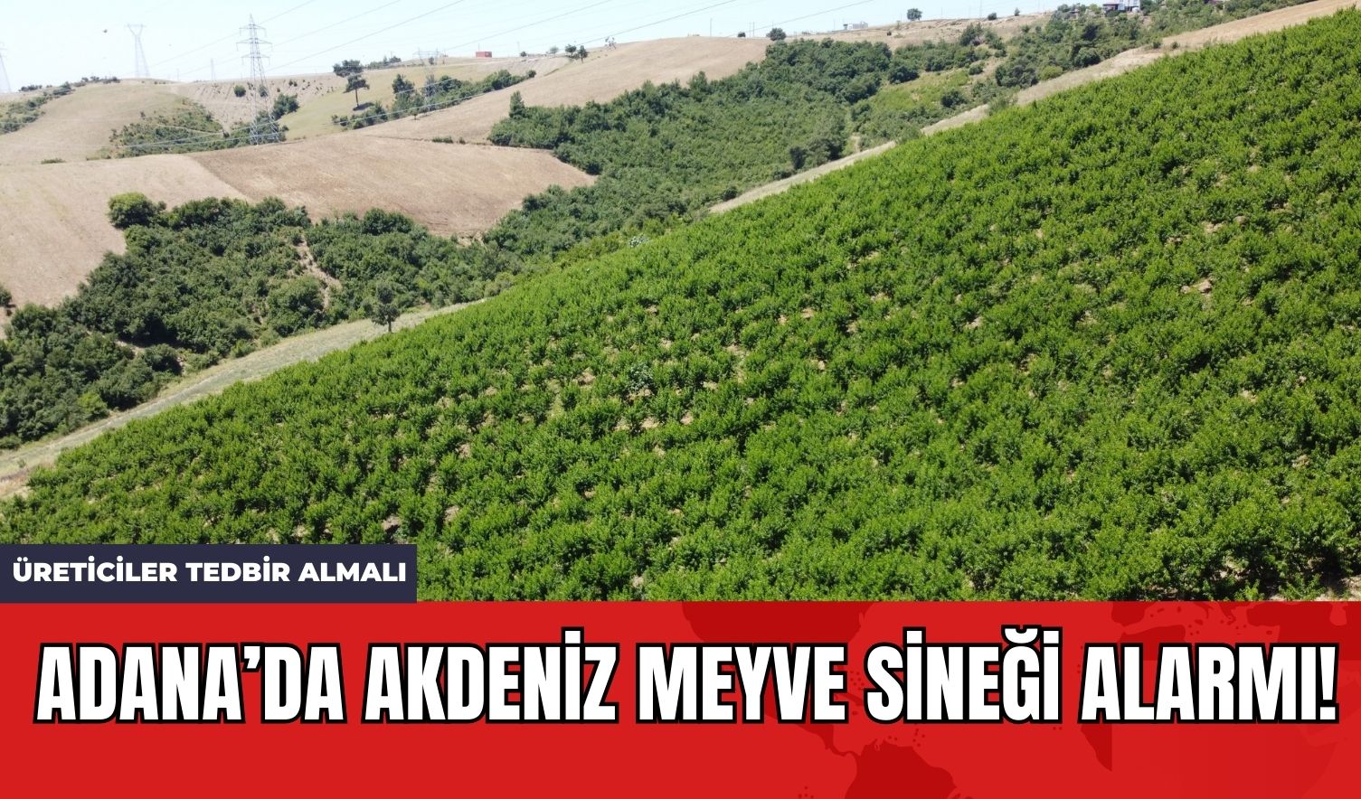 Adana’da Akdeniz Meyve Sineği Alarmı! Üreticiler Tedbir Almalı