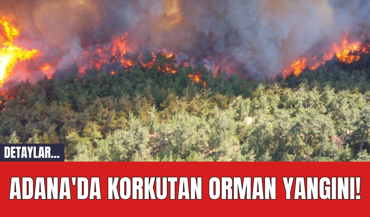 Adana'da Korkutan Orman Yangını!