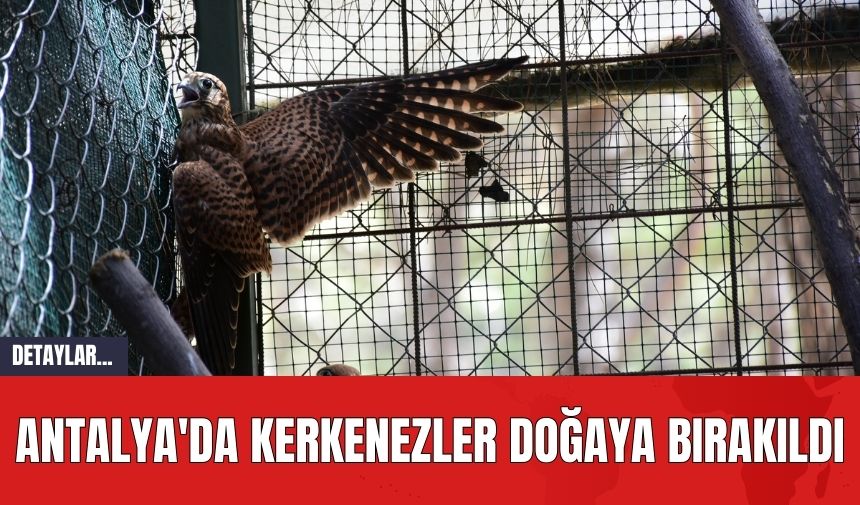 ANTALYA'DA KERKENEZLER DOĞAYA BIRAKILDI