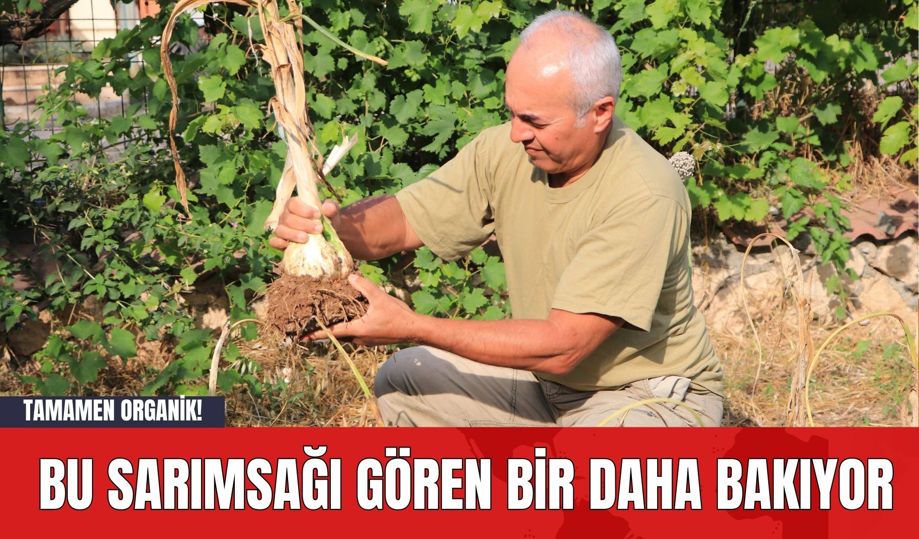 Tamamen Organik! Bu Sarımsağı Gören Bir Daha Bakıyor