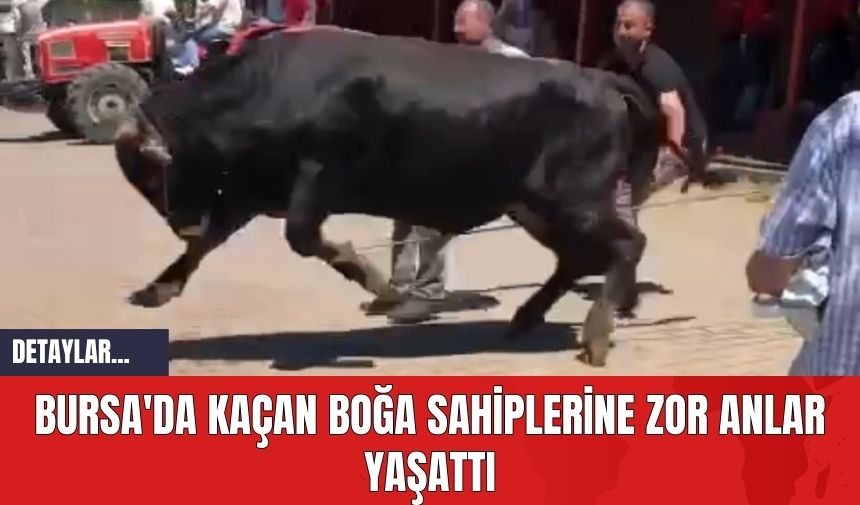 Bursa'da Kaçan Boğa Sahiplerine Zor Anlar Yaşattı