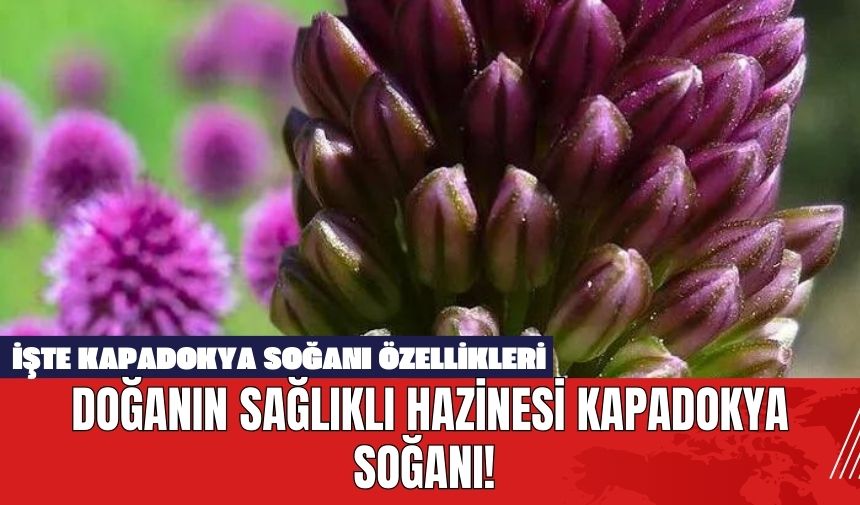 Doğanın Sağlıklı Hazinesi Kapadokya Soğanı! İşte Kapadokya Soğanı Özellikleri