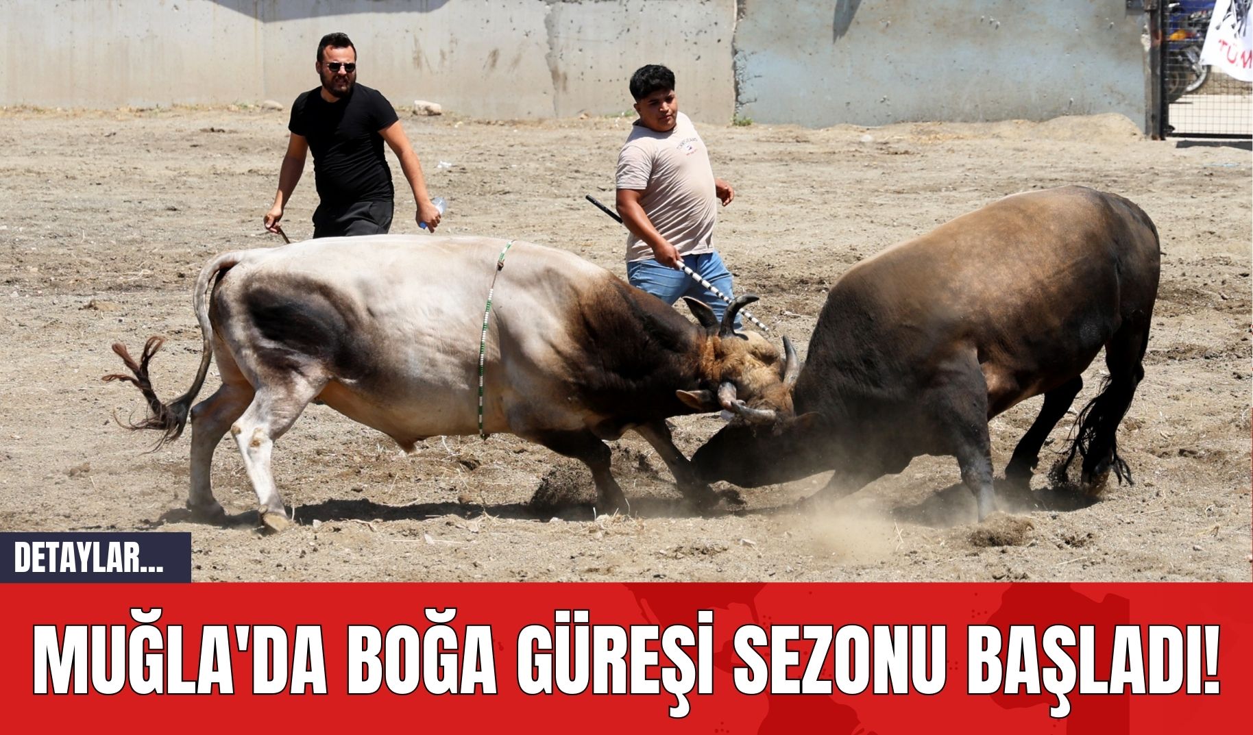 Muğla'da Boğa Güreşi Sezonu Başladı!