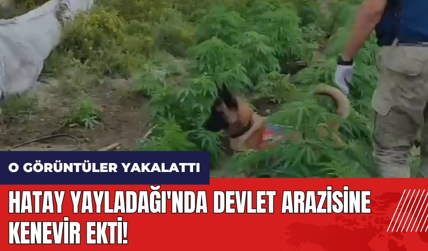 Hatay Yayladağı'nda devlet arazisine kenevir ekti! O görüntüler yakalattı