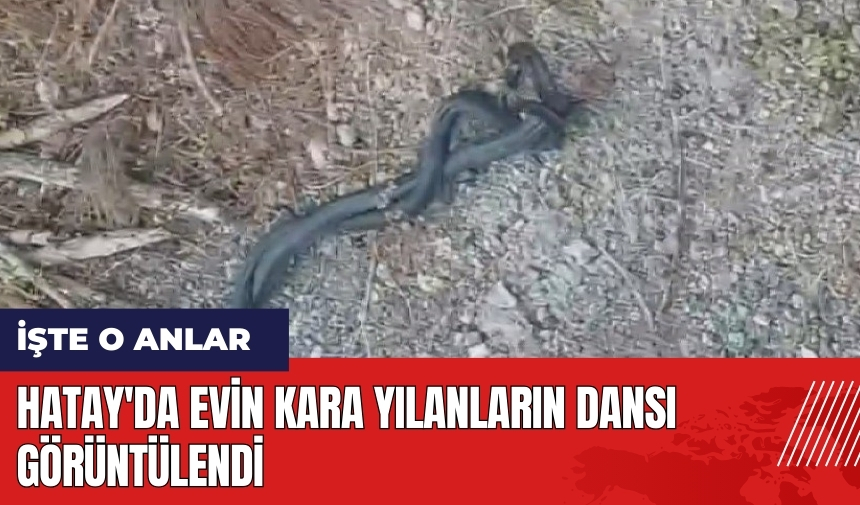 Hatay'da evin kara yılanların dansı görüntülendi