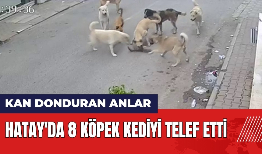 Hatay'da 8 köpek kediyi telef etti