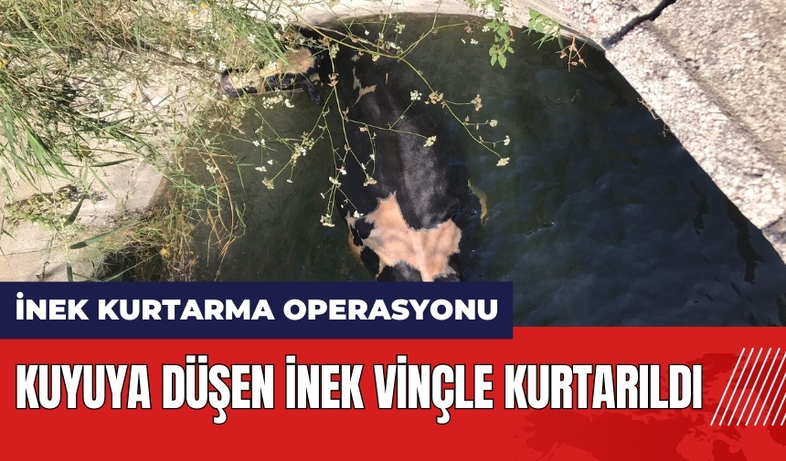 Hatay'da kuyuya düşen inek vinçle kurtarıldı