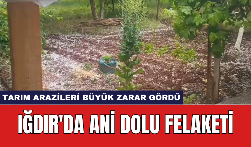 Iğdır'da ani dolu felaketi: Tarım arazileri büyük zarar gördü