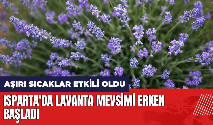 Isparta'da lavanta mevsimi erken başladı