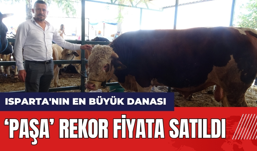 Isparta'nın en büyük danası Paşa rekor fiyata satıldı