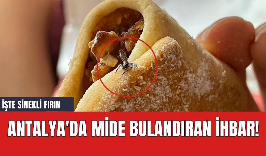 Antalya'da mide bulandıran ihbar! İşte sinekli fırın