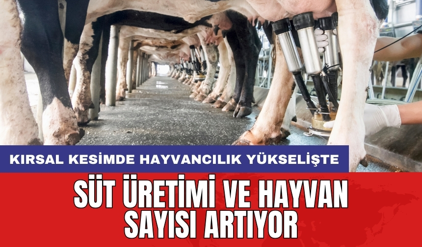 Kırsal kesimde hayvancılık yükselişte: Süt üretimi ve hayvan sayısı artıyor