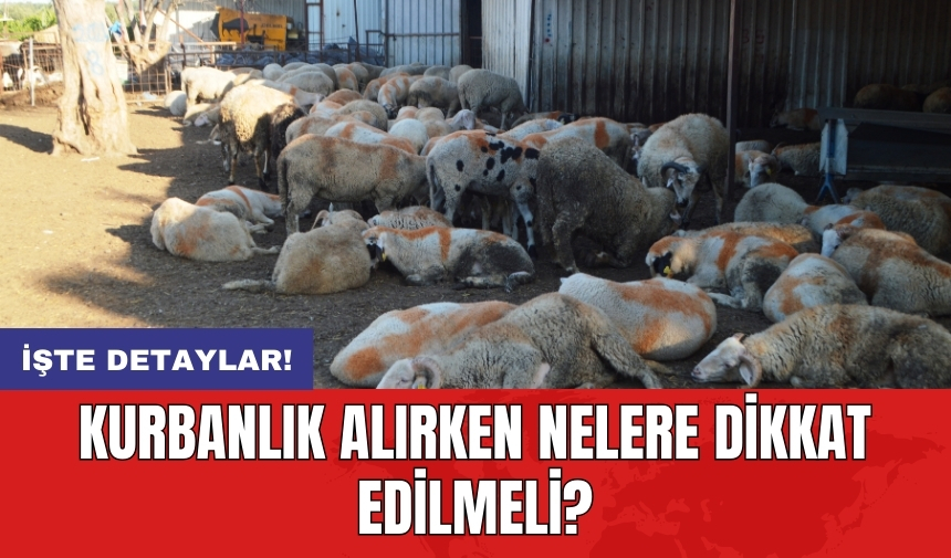 Kurbanlık alırken nelere dikkat edilmeli?