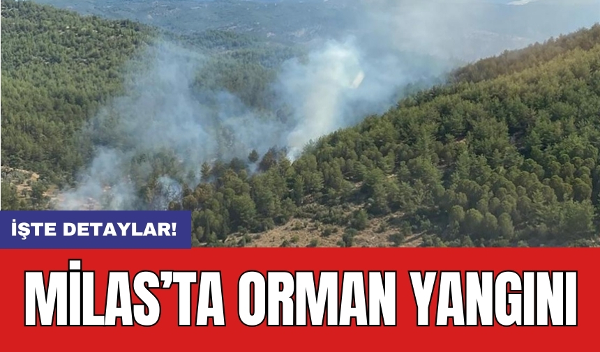 Milas’ta orman yangını