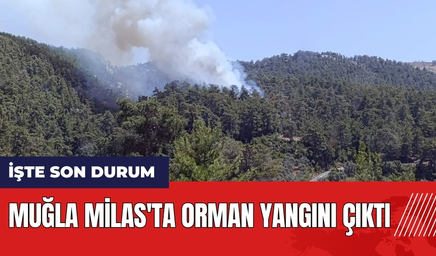 Muğla Milas'ta orman yangını çıktı