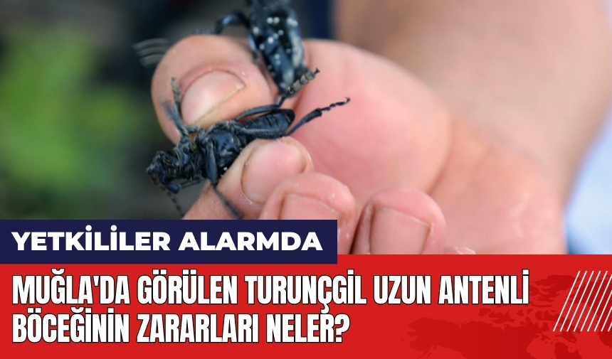 Muğla'da görülen Turunçgil Uzun Antenli Böceği nedir? Zararları nelerdir?