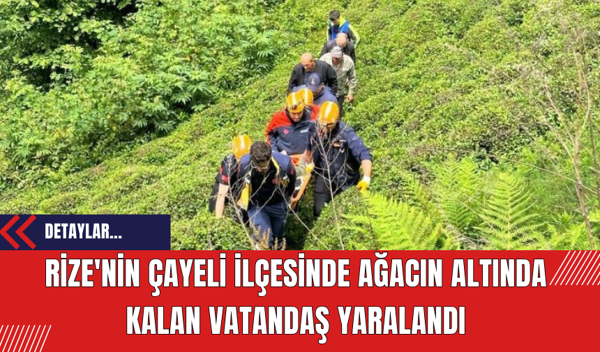 Rize'nin Çayeli ilçesinde ağacın altında kalan vatandaş yaralandı