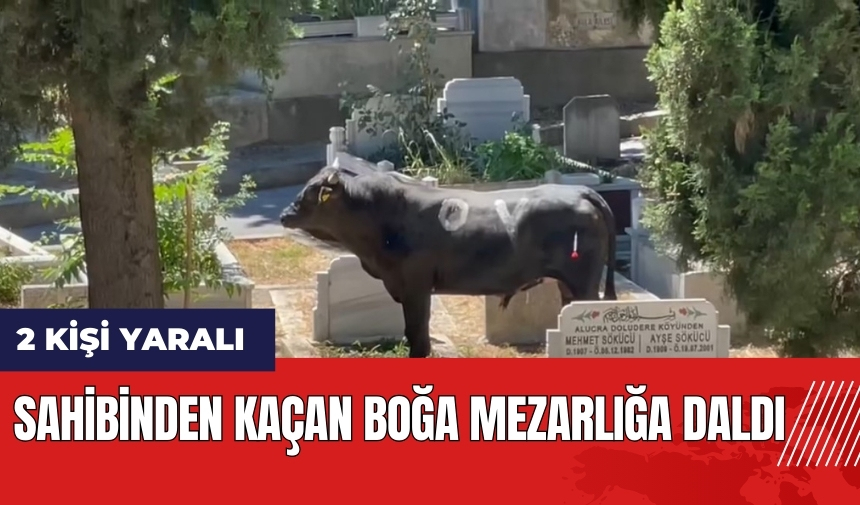 Sahibinden kaçan boğa mezarlığa daldı: 2 yaralı