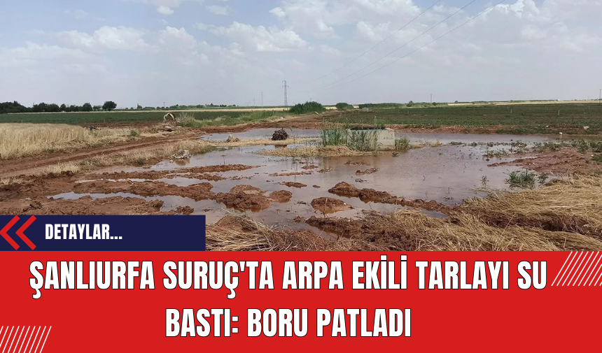 Şanlıurfa Suruç'ta Arpa Ekili Tarlayı Su Bastı: Boru Patladı