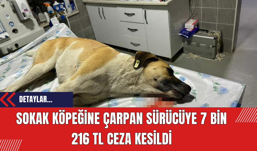 Sokak Köpeğine Çarpan Sürücüye 7 Bin 216 TL Ceza Kesildi