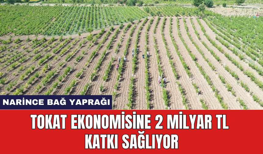 Tokat ekonomisine 2 milyar tl katkı sağlıyor