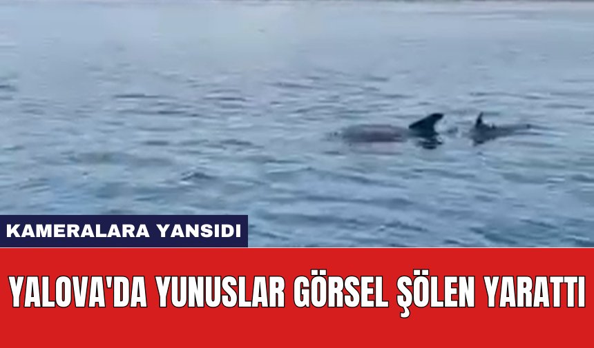 Yalova'da yunuslar görsel şölen yarattı