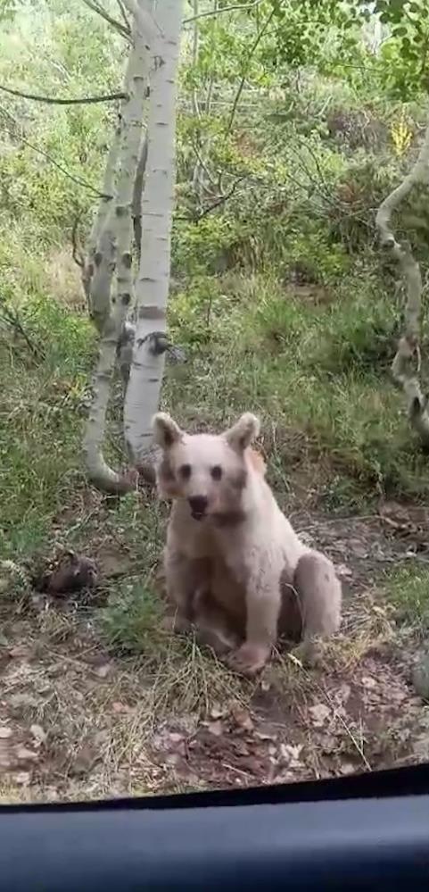 Nemrut'ta ziyaretçiler korku dolu anlar yaşadı