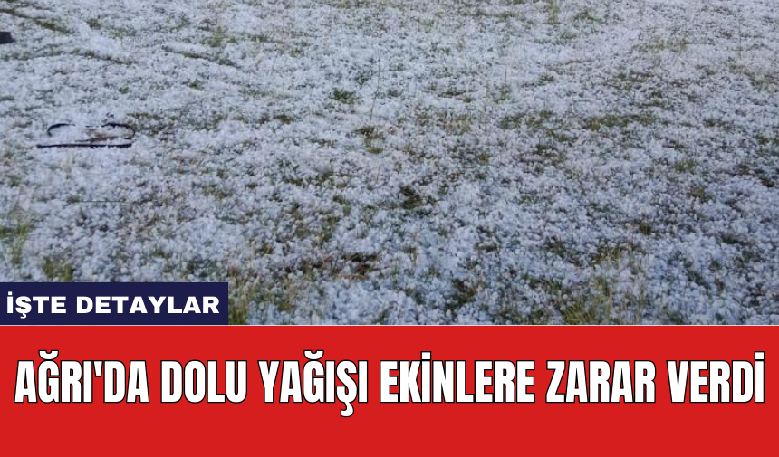 Ağrı'da dolu yağışı ekinlere zarar verdi