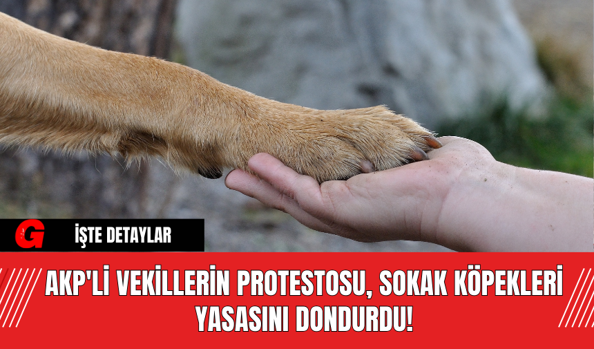 AKP'li Vekillerin Protestosu, Sokak Köpekleri Yasasını Dondurdu!