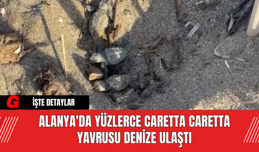 Alanya'da Yüzlerce Caretta Caretta Yavrusu Denize Ulaştı