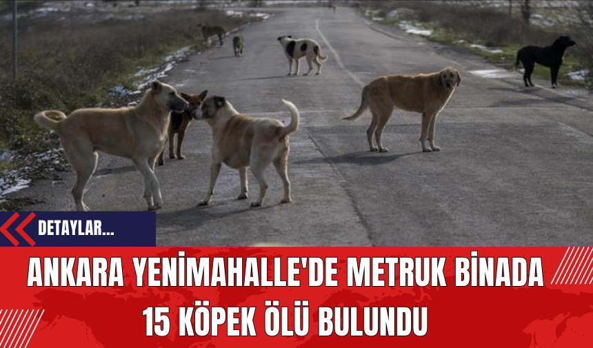 Ankara Yenimahalle'de Metruk Binada 15 Köpek Ölü Bulundu