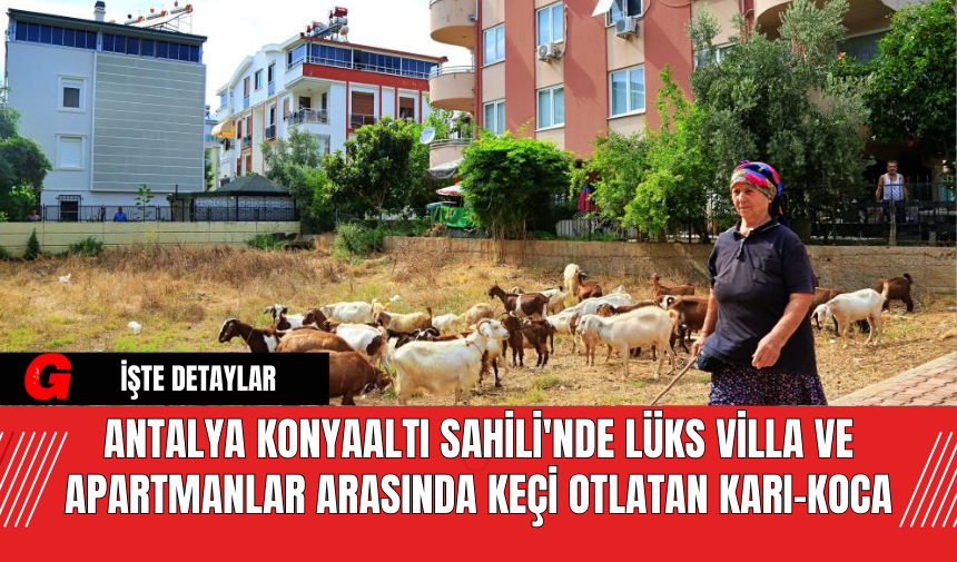 Antalya Konyaaltı Sahili'nde Lüks Villa ve Apartmanlar Arasında Keçi Otlatan Karı-Koca