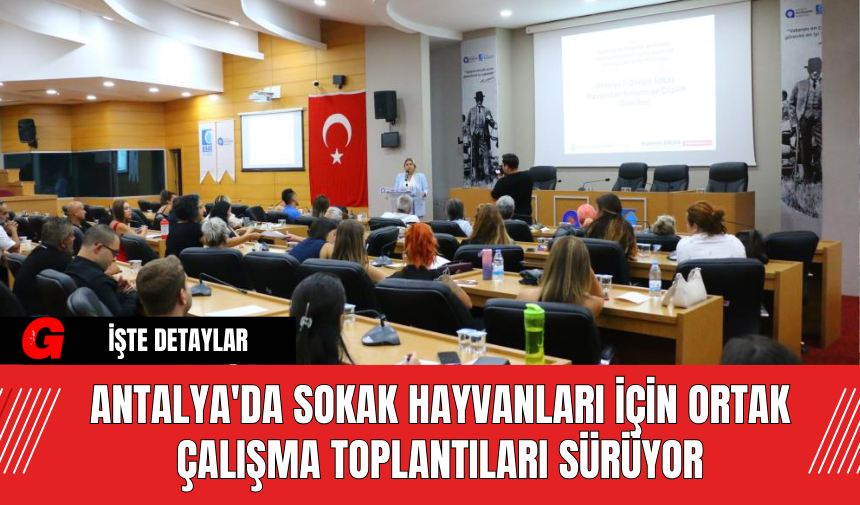 Antalya'da Sokak Hayvanları İçin Ortak Çalışma Toplantıları Sürüyor