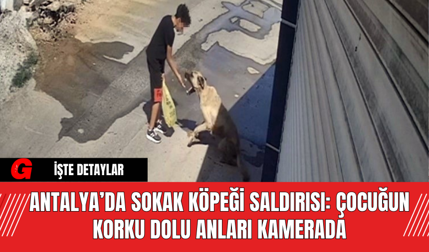 Antalya’da Sokak Köpeği Saldırısı: Çocuğun Korku Dolu Anları Kamerada