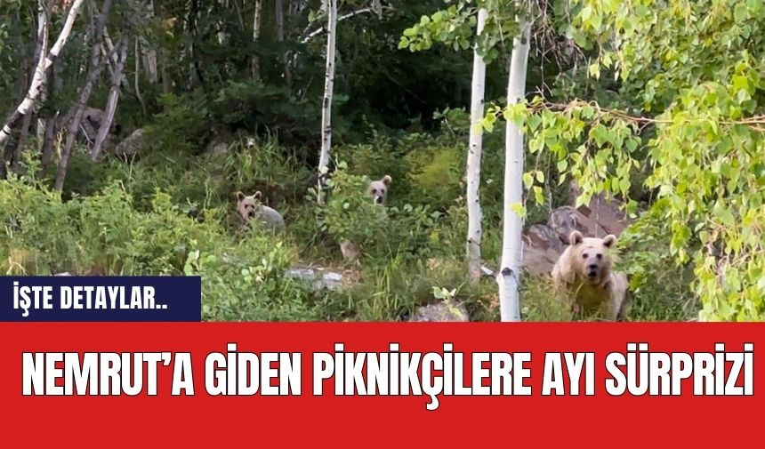 Nemrut’a giden piknikçilere ayı sürprizi