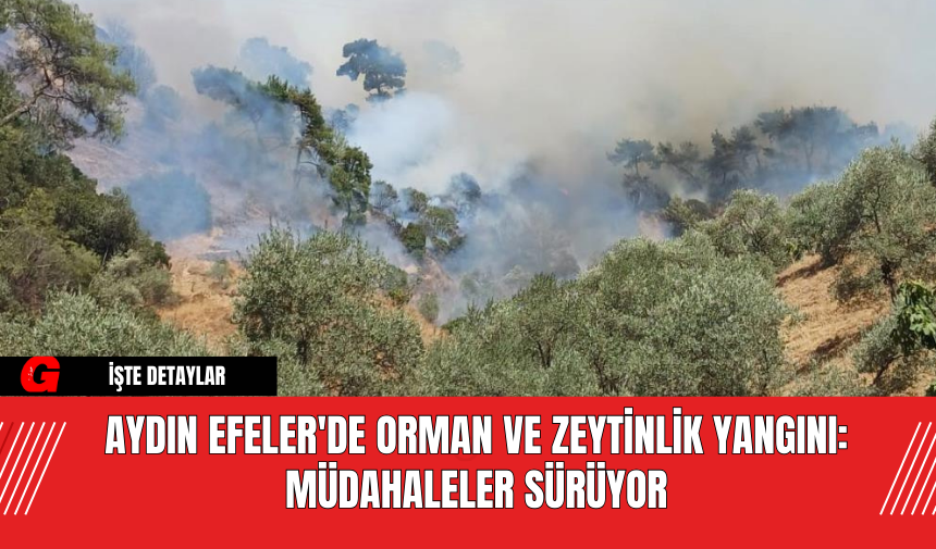 Aydın Efeler'de Orman ve Zeytinlik Yangını: Müdahaleler Sürüyor