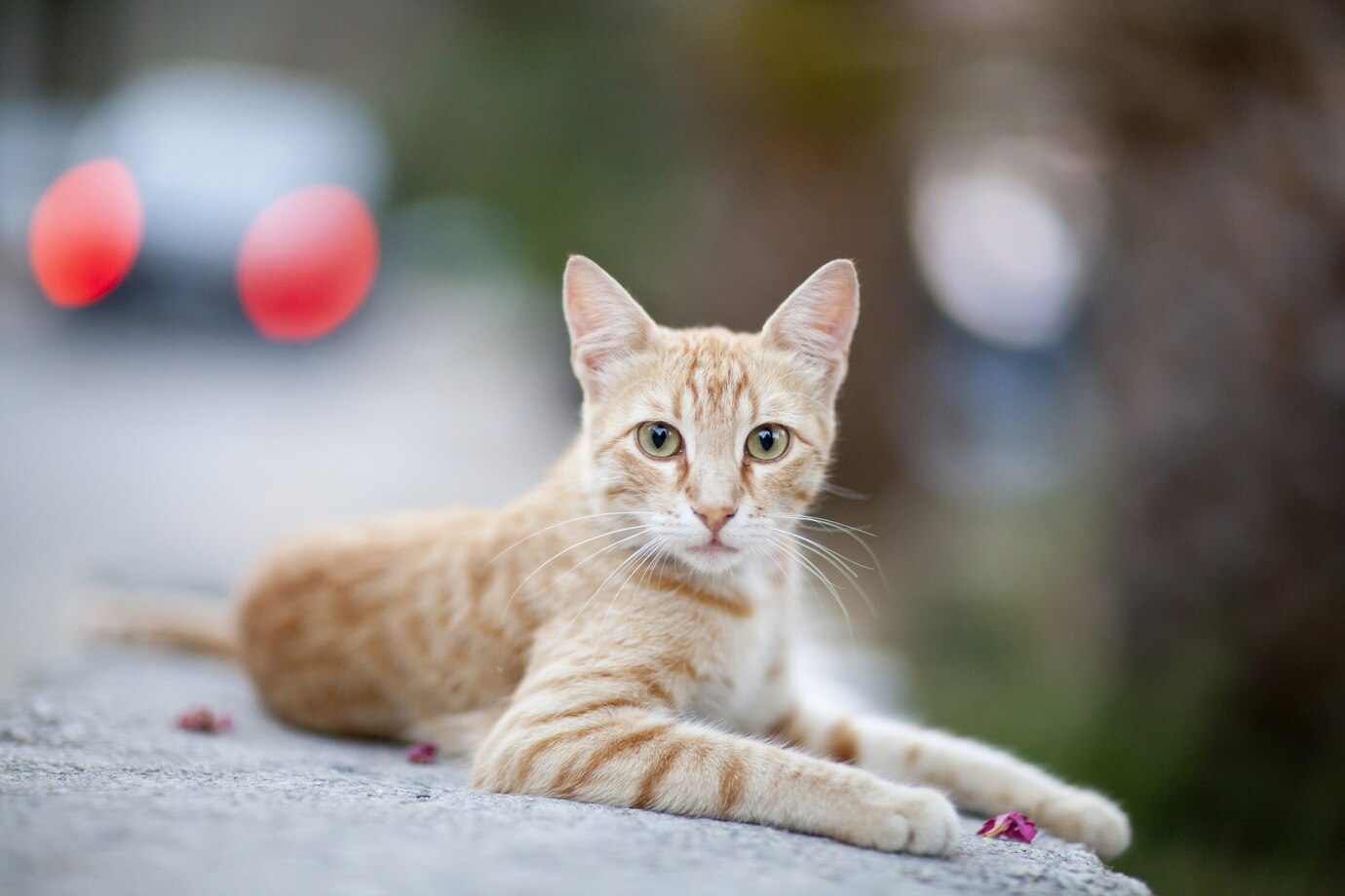 Beautiful Ginger Cat 181624 22970