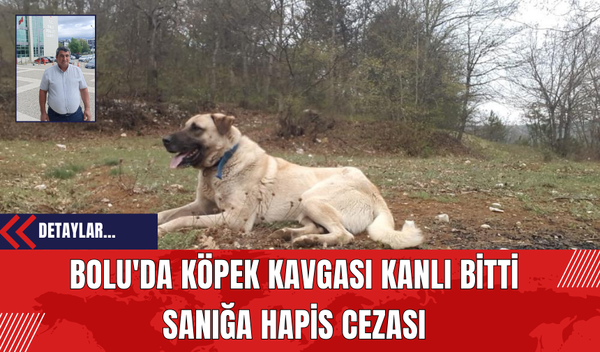 Bolu'da Köpek Kavgası Kanlı Bitti: Sanığa Hapis Cezası