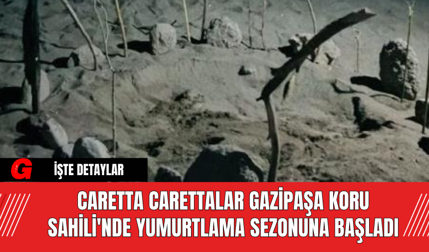 Caretta Carettalar Gazipaşa Koru Sahili'nde Yumurtlama Sezonuna Başladı