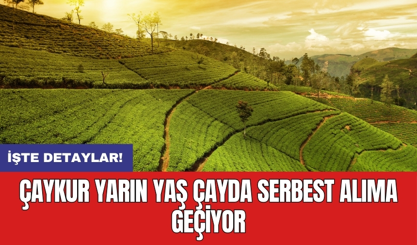 ÇAYKUR yarın yaş çayda serbest alıma geçiyor