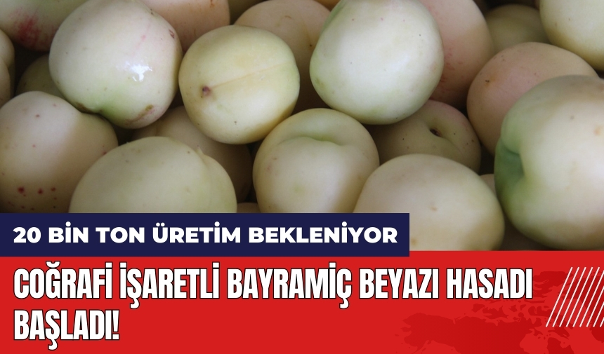 Coğrafi işaretli Bayramiç beyazı hasadı başladı!