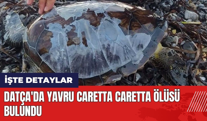 Datça'da yavru Caretta Caretta öl*sü bulundu