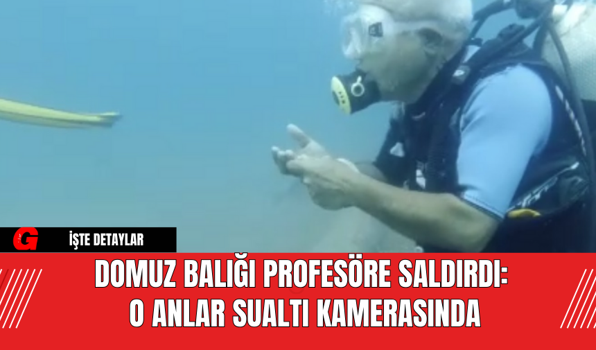 Domuz Balığı Profesöre Saldırdı: O Anlar Sualtı Kamerasında