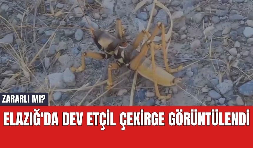 Elazığ'da Dev Etçil Çekirge Görüntülendi.