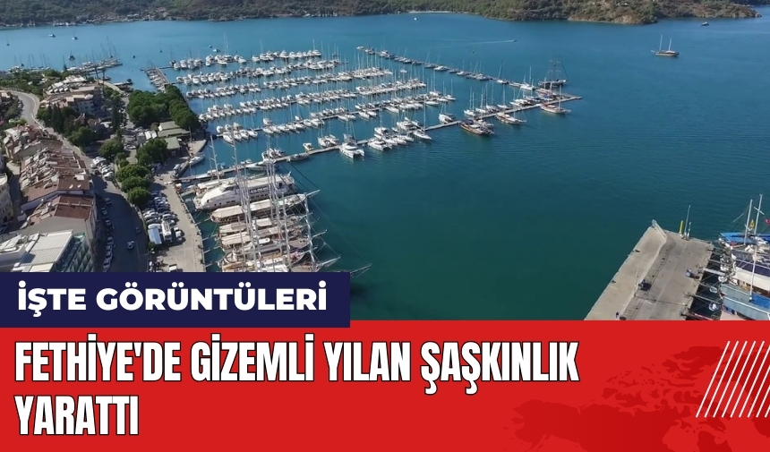 Fethiye'de gizemli yılan şaşkınlık yarattı