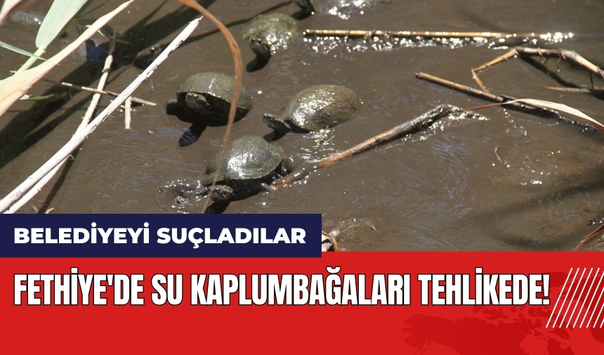 Fethiye'de su kaplumbağaları tehlikede! Belediyeyi suçladılar